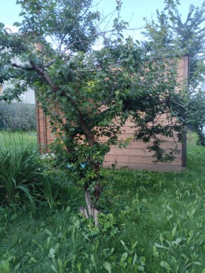 Коллективный сад номер 7, участок 58 в Ейске - ejsk.yutvil.ru - фото 28 Коллективный сад номер 7, участок 58 в Ейске - ejsk.yutvil.ru - фото 28